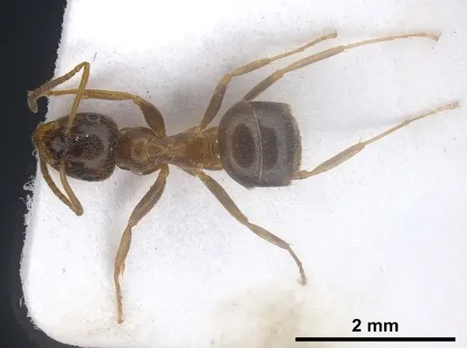 Lasius israelicus specimen