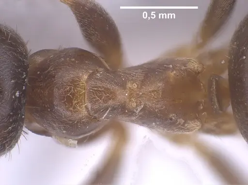 Lasius israelicus specimen