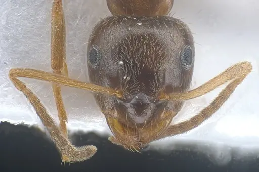 Lasius israelicus specimen