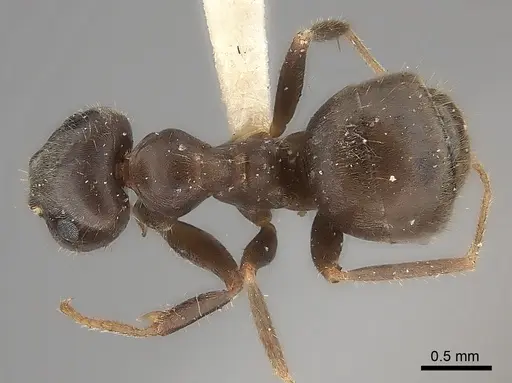 Lasius japonicus specimen