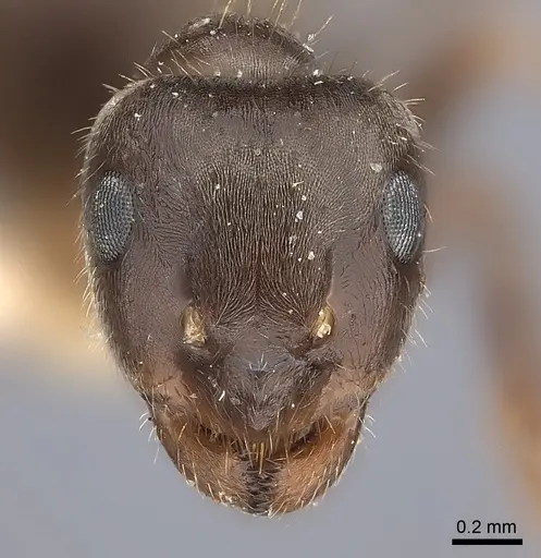Lasius japonicus specimen