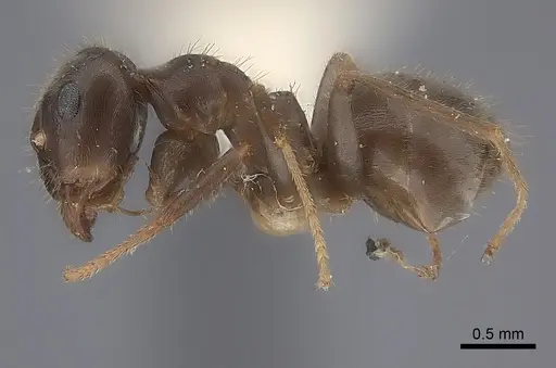 Lasius japonicus specimen