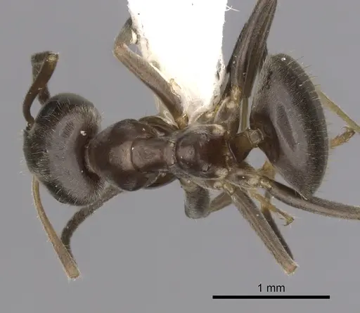 Lasius japonicus - CASENT0280450