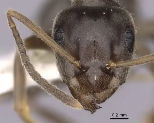 Lasius japonicus - CASENT0280450