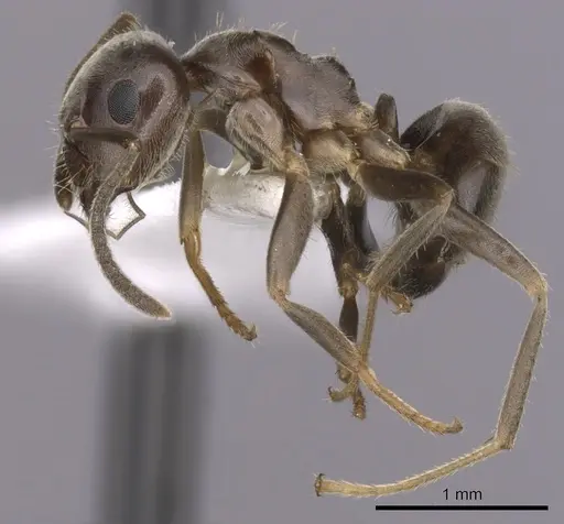 Lasius japonicus - CASENT0280450