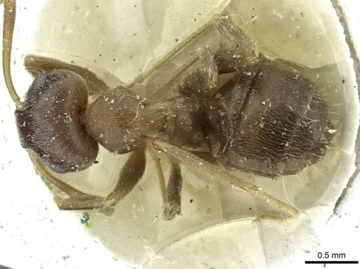 Lasius japonicus - CASENT0912291