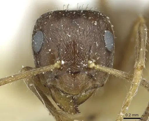 Lasius japonicus - CASENT0912291