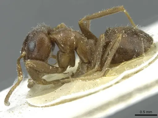 Lasius japonicus - CASENT0912291