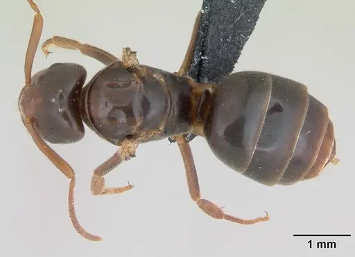 Lasius jensi specimen