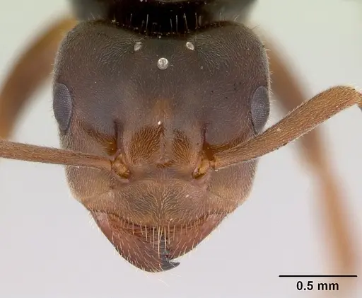 Lasius jensi specimen