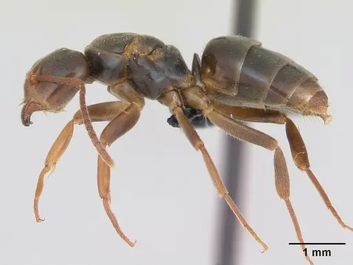 Lasius jensi specimen