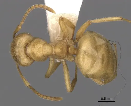 Lasius jensi - CASENT0280463