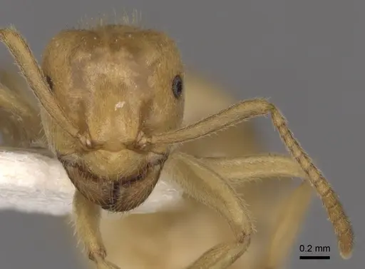 Lasius jensi - CASENT0280463