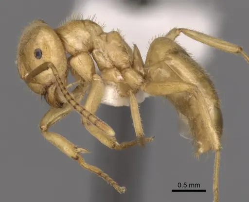 Lasius jensi - CASENT0280463