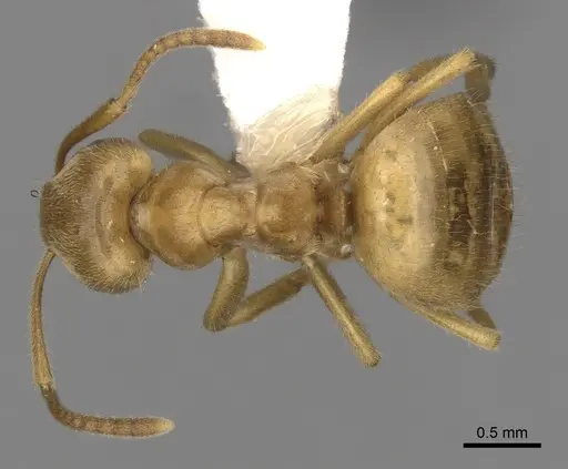 Lasius jensi - CASENT0280469