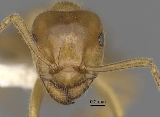 Lasius jensi - CASENT0280469