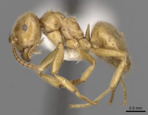Lasius jensi - CASENT0280469