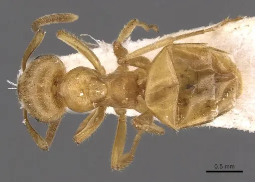 Lasius jensi - CASENT0907590