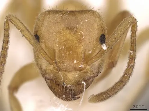 Lasius jensi - CASENT0907590