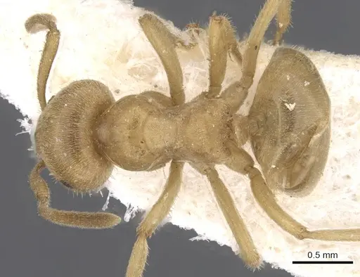 Lasius jensi - CASENT0912285