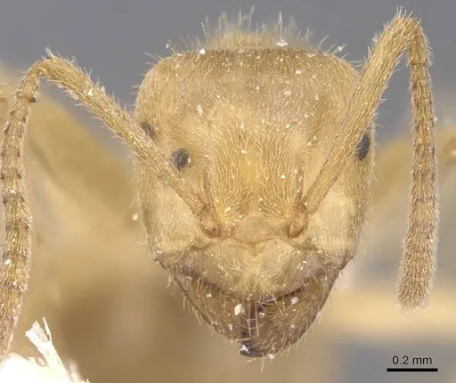 Lasius jensi - CASENT0912285