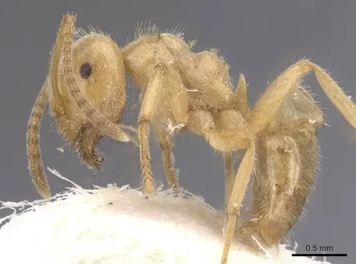 Lasius jensi - CASENT0912285