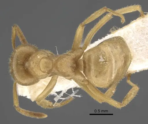 Lasius jensi - CASENT0917493