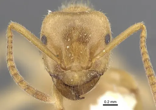 Lasius jensi - CASENT0917493