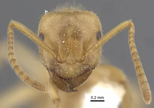 Lasius jensi - CASENT0917493