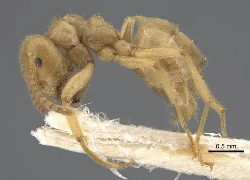 Lasius jensi - CASENT0917493