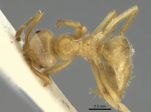 Lasius jensi - CASENT0922323