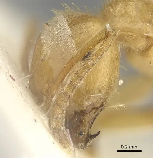 Lasius jensi - CASENT0922323