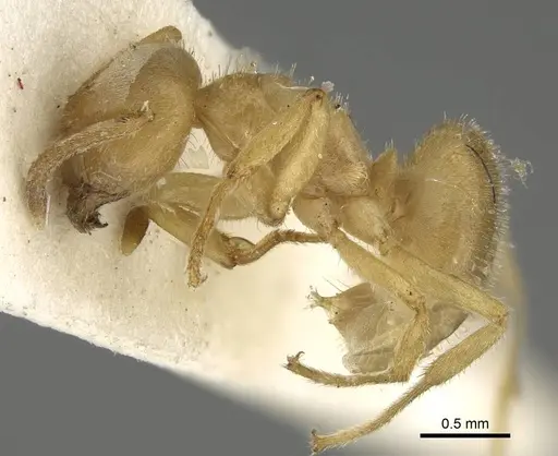 Lasius jensi - CASENT0922323