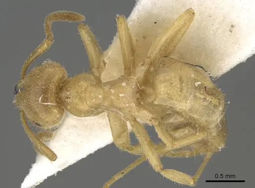 Lasius jensi - CASENT0922324