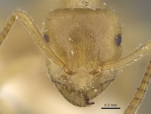Lasius jensi - CASENT0922324