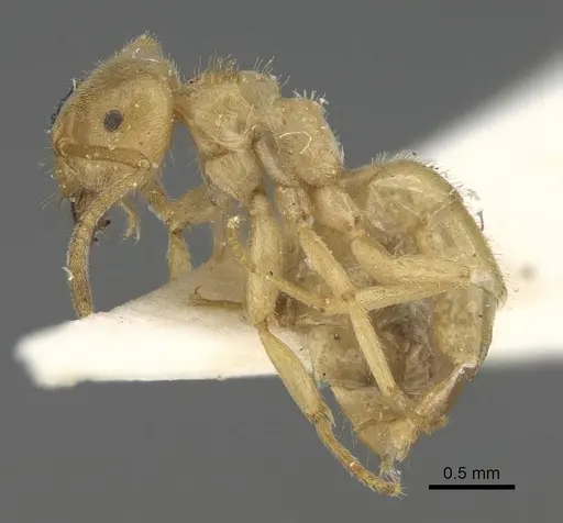 Lasius jensi - CASENT0922324