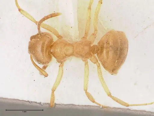 Lasius jensi - FOCOL0755