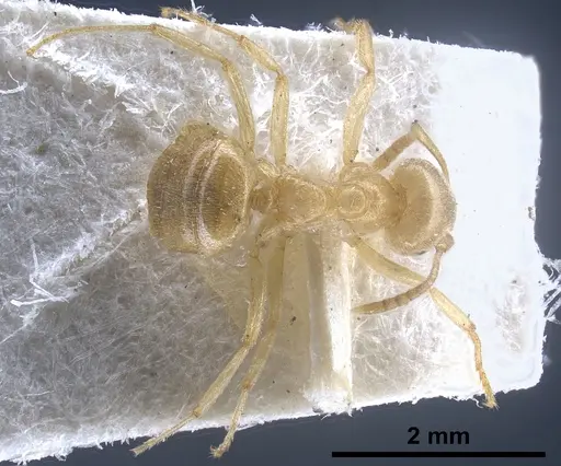 Lasius jensi - FOCOL0755