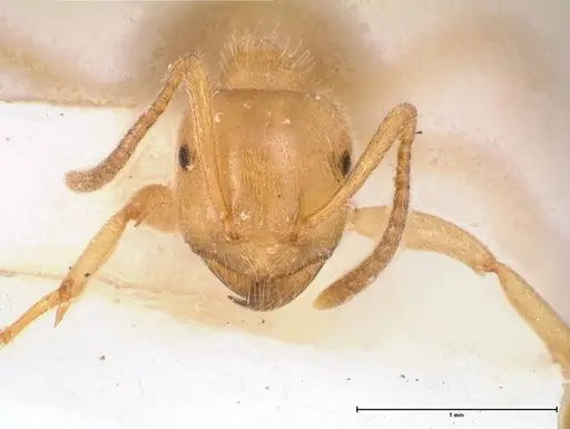 Lasius jensi - FOCOL0755