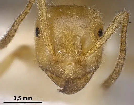 Lasius jensi - FOCOL0755