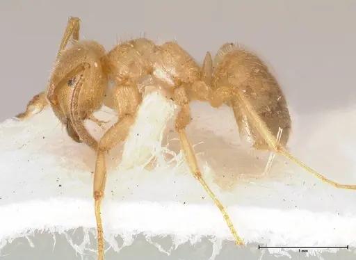 Lasius jensi - FOCOL0755