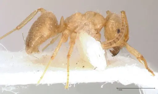 Lasius jensi - FOCOL0755