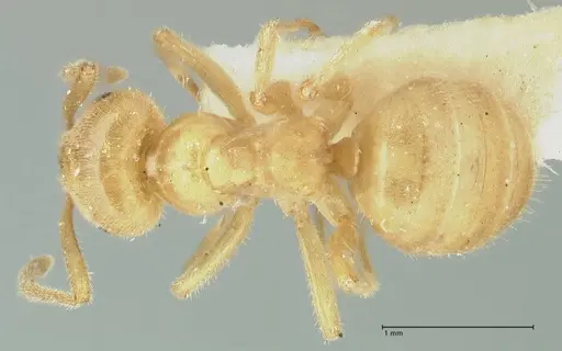 Lasius jensi - FOCOL1862
