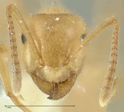 Lasius jensi - FOCOL1862