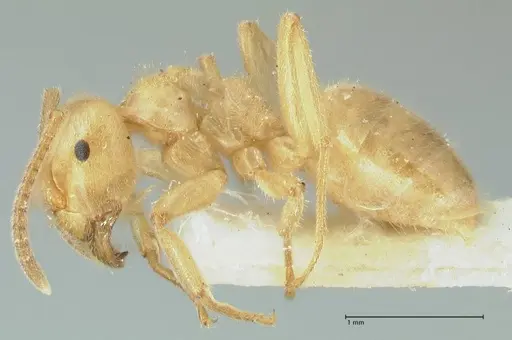 Lasius jensi - FOCOL1862