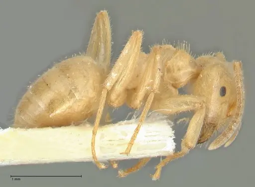 Lasius jensi - FOCOL1862