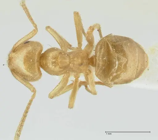 Lasius jensi - FOCOL1863