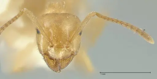 Lasius jensi - FOCOL1863