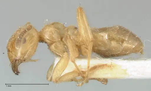 Lasius jensi - FOCOL1863