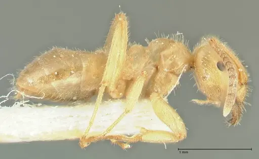 Lasius jensi - FOCOL1863